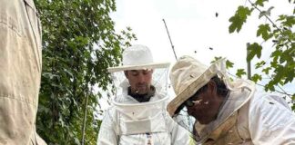 Tres apicultores de Santa Bárbara exportan abejas reinas a Canadá (1)