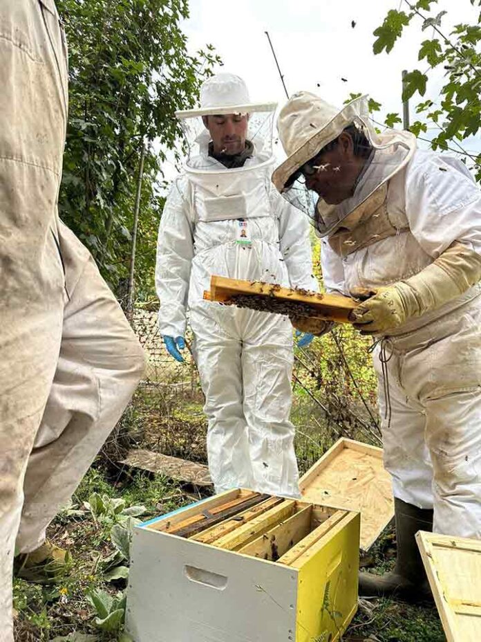 Tres apicultores de Santa Bárbara exportan abejas reinas a Canadá (1)