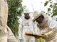 Tres apicultores de Santa Bárbara exportan abejas reinas a Canadá (1)