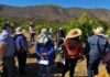 Huerto modelo de limoneros en Punitaqui es ejemplo de cultivo sostenible 