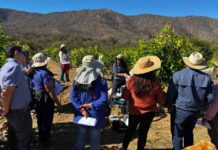 Huerto modelo de limoneros en Punitaqui es ejemplo de cultivo sostenible 