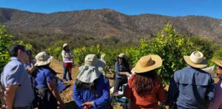 Huerto modelo de limoneros en Punitaqui es ejemplo de cultivo sostenible 