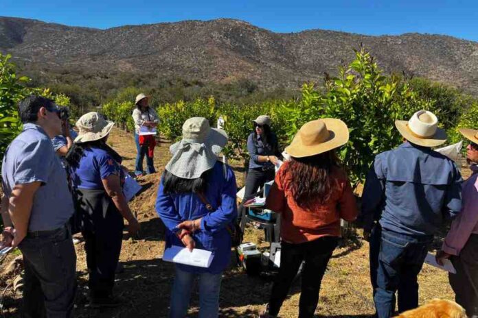 Huerto modelo de limoneros en Punitaqui es ejemplo de cultivo sostenible 