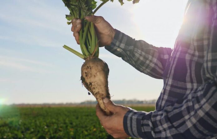 Reporte Integrado 2023: Empresas Iansa y el desafío de una agricultura sustentable en medio de la crisis hídrica