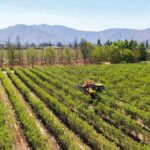 Agromillora Sur ingresa a Chile Almonds para potenciar la industria de la almendra en Chile