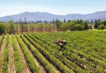 Agromillora Sur ingresa a Chile Almonds para potenciar la industria de la almendra en Chile