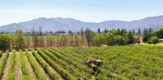 Agromillora Sur ingresa a Chile Almonds para potenciar la industria de la almendra en Chile