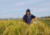 Con biotecnología desarrollan arroz biofortificado que combate la deficiencia de vitamina B1