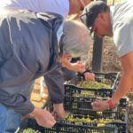 Desde el Valle del Quilimarí, buscan producir aceite de oliva con baja huella de carbono
