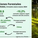 Exportaciones forestales de la Región del Biobío disminuyeron 10,2% en el trimestre enero-marzo de 2024