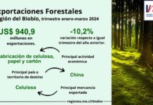 Exportaciones forestales de la Región del Biobío disminuyeron 10,2% en el trimestre enero-marzo de 2024