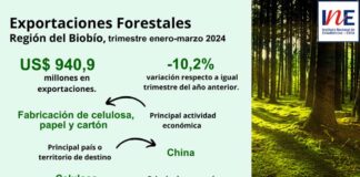 Exportaciones forestales de la Región del Biobío disminuyeron 10,2% en el trimestre enero-marzo de 2024