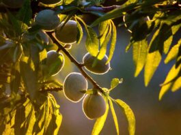 INFORME COSTES DE PRODUCCION ALMENDRA