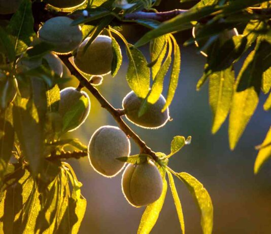 INFORME COSTES DE PRODUCCION ALMENDRA