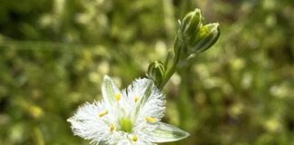 INIA La Platina impulsa rescate de la flora nativa de la localidad de Talamí en Alhué