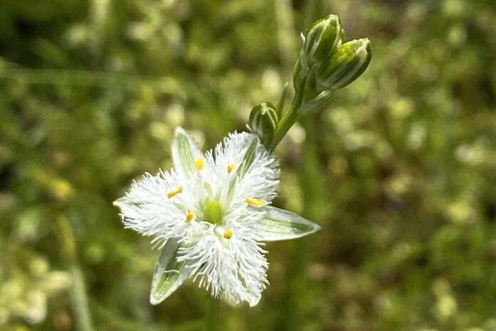 INIA La Platina impulsa rescate de la flora nativa de la localidad de Talamí en Alhué