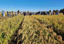 Impulsan riego en cultivos de arroz para reemplazar tradicional sistema de inundación 