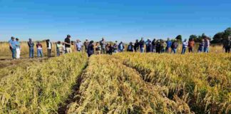 Impulsan riego en cultivos de arroz para reemplazar tradicional sistema de inundación 