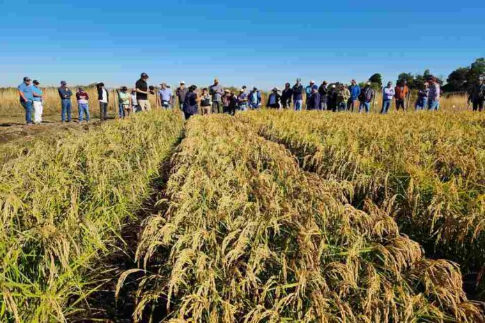 Impulsan riego en cultivos de arroz para reemplazar tradicional sistema de inundación 