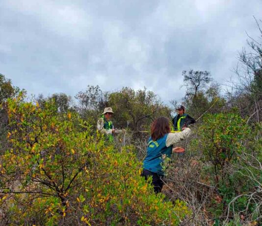 Más de 100 millones de pesos fueron asignados al organismo forestal para abordar el estudio de iniciativas con impacto ambiental.