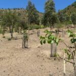 Programa Siembra Por Chile 2024 potenciará desarrollo agroforestal