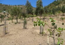 Programa Siembra Por Chile 2024 potenciará desarrollo agroforestal