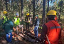 SAG Biobío y sector privado realizan vigilancia fitosanitaria para detectar en forma oportuna plaga forestal, gorgojo de la corteza del pino