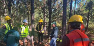 SAG Biobío y sector privado realizan vigilancia fitosanitaria para detectar en forma oportuna plaga forestal, gorgojo de la corteza del pino