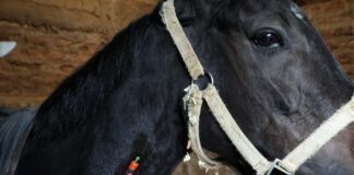 SAG y Club Hípico de Santiago realizaron muestreo masivo para detectar anemia infecciosa equina