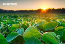 Salmofood obtuvo certificación internacional rtrs de cadena de custodia para soya y sus subproductos 