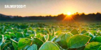 Salmofood obtuvo certificación internacional rtrs de cadena de custodia para soya y sus subproductos 