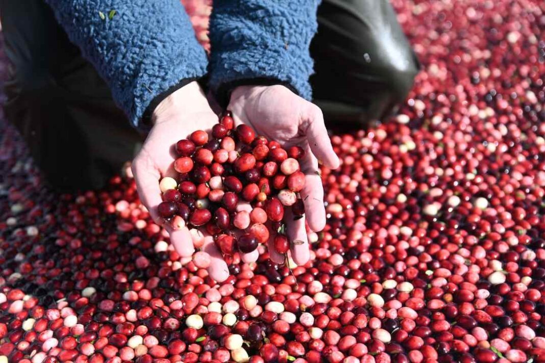 Salud y sabor: Tres recetas ricas y saludables en base a Cranberry 