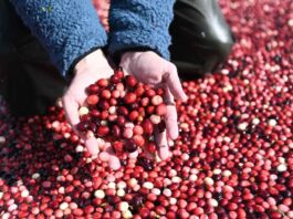 Salud y sabor: Tres recetas ricas y saludables en base a Cranberry 