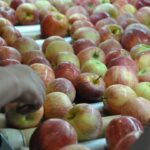 Se reabre mercado peruano para manzanas y carozos chilenos tras gestiones del SAG e implementación del sector privado