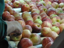 Se reabre mercado peruano para manzanas y carozos chilenos tras gestiones del SAG e implementación del sector privado