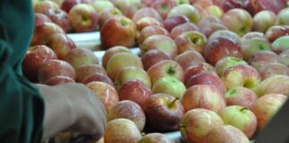 Se reabre mercado peruano para manzanas y carozos chilenos tras gestiones del SAG e implementación del sector privado