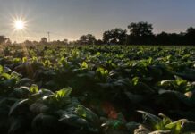 “Secuestro de carbono”: la nueva tendencia que permite a las empresas operar más sosteniblemente