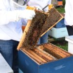 Agronomía UdeC: 15 años de investigación al servicio de la salud de las abejas