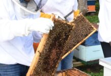 Agronomía UdeC: 15 años de investigación al servicio de la salud de las abejas