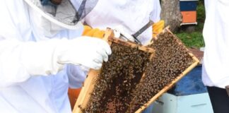 Agronomía UdeC: 15 años de investigación al servicio de la salud de las abejas