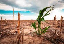 ¿Cómo enfrentar en Chile las consecuencias de la crisis alimentaria ante la amenaza del cambio climático?