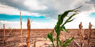 ¿Cómo enfrentar en Chile las consecuencias de la crisis alimentaria ante la amenaza del cambio climático?