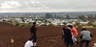 Académicos de Agronomía UdeC buscan mejorar los productos patrimoniales de las cuelchas