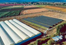 Agromillora Sur
