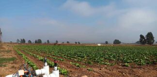 CNR llama a comunidades agrícolas e indígenas  a participar en convocatoria que dispone de $550 millones para el Norte Chico