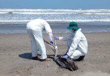 Chile y Perú avanzan en cooperación binacional para afrontar el impacto de la Influenza Aviar