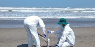 Chile y Perú avanzan en cooperación binacional para afrontar el impacto de la Influenza Aviar