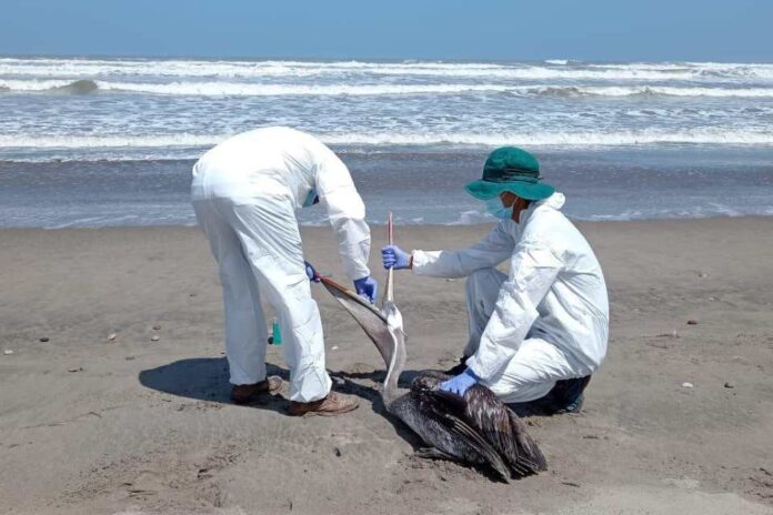 Chile y Perú avanzan en cooperación binacional para afrontar el impacto de la Influenza Aviar