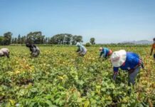De algodón y maíz Gobierno peruano busca permitir cultivos transgénicos para fortalecer la producción agrícola y reducir las importaciones