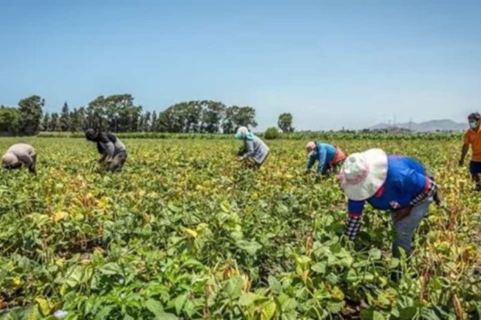 De algodón y maíz Gobierno peruano busca permitir cultivos transgénicos para fortalecer la producción agrícola y reducir las importaciones